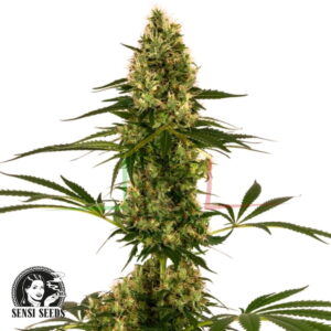 Blue Bullet Auto - Sensi Seeds
