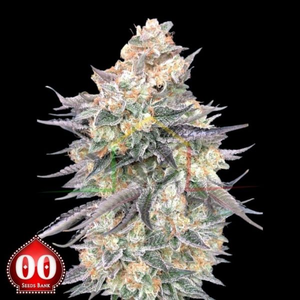 Blue Dream - 00 Seeds