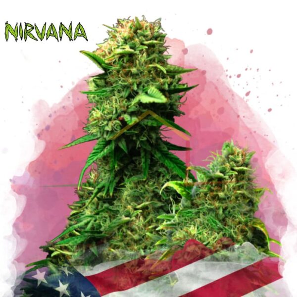 Blue Dream - Nirvana Seeds