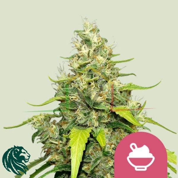 Blue Gelato - Royal Queen Seeds