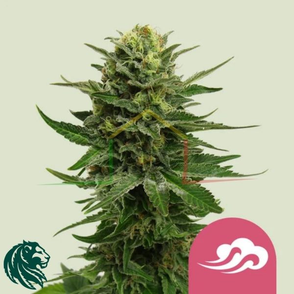 Blue Mystic - Royal Queen Seeds
