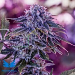 Blue Rhino - Positronics Seeds