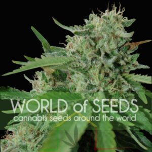 Brazil Amazonia regular - World Of Seeds