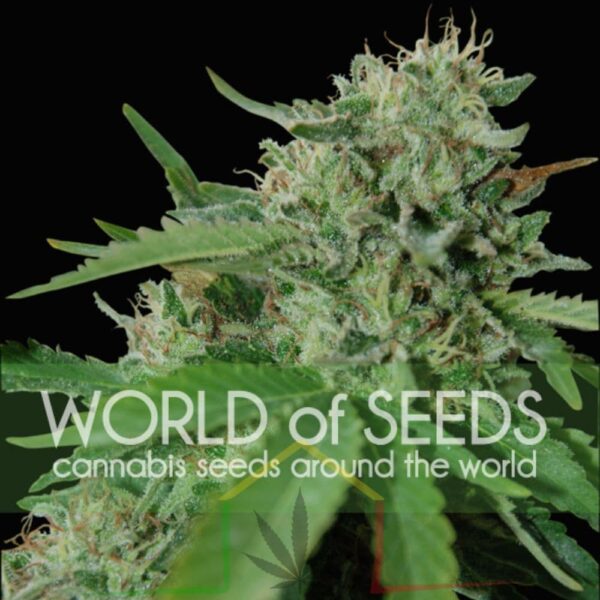 Brazil Amazonia regular - World Of Seeds