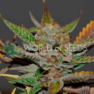 Bubba Haze Regular - World of Seeds