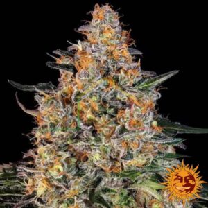 Bubba Kush - Barney's Farm