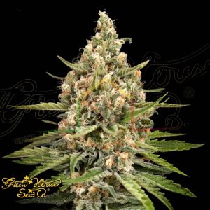 Bubba Slush - Green House Seeds