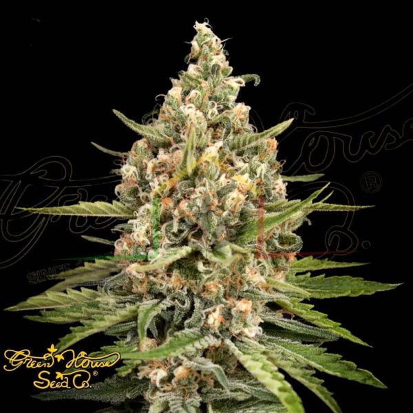 Bubba Slush - Green House Seeds