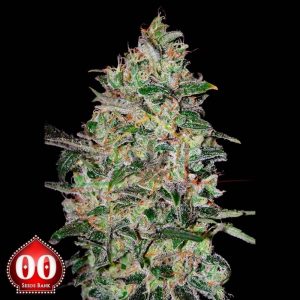 Bubble Gum Fast - 00 Seeds