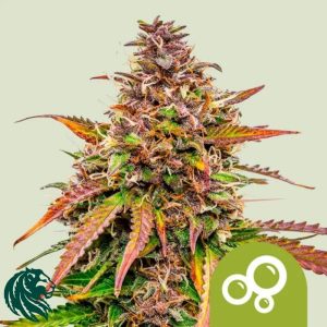 Bubble Kush Automatic - Royal Queen Seeds