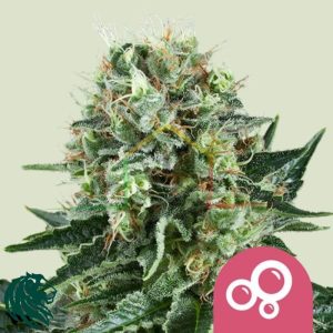 Bubble Kush - Royal Queen Seeds