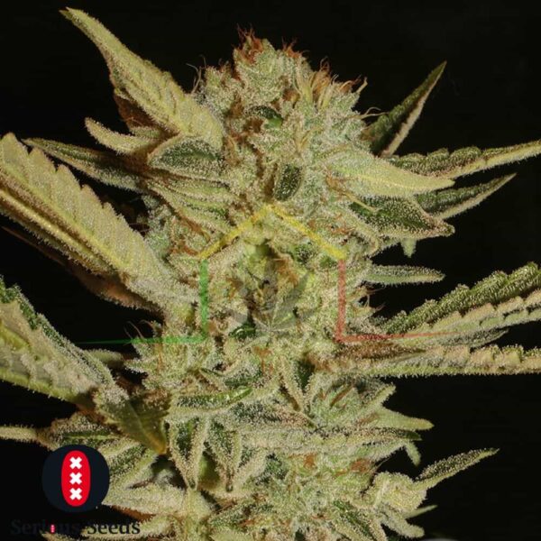 Bubble Gum - Serious Seeds