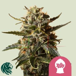 Bubblegum XL - Royal Queen Seeds