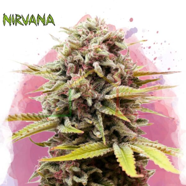 Bubblelicious - Nirvana Seeds