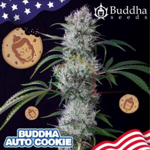 BUDDHA AUTO COOKIE