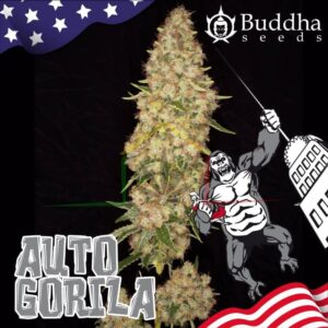 AUTO GORILA BUDDHA SEEDS