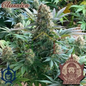 BUDDHA CRITICAL