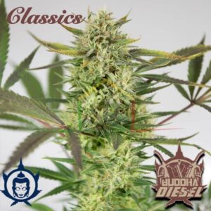 BUDDHA DIESEL
