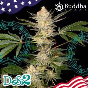BUDDHA DOSI2