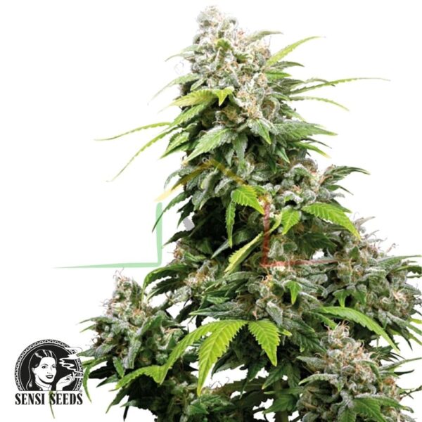 California Indica regular - Sensi Seeds