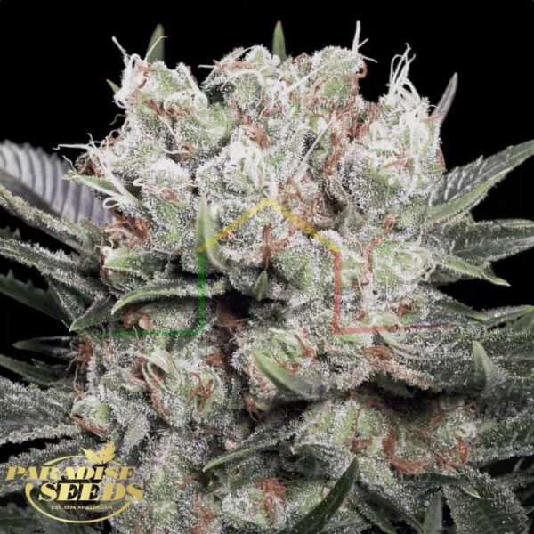 Californian Gold - Paradise Seeds