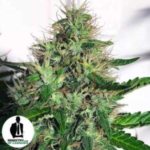 cannabis light cbd ministry of cannabis