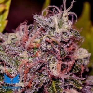 Caramelice - Positronics Seeds