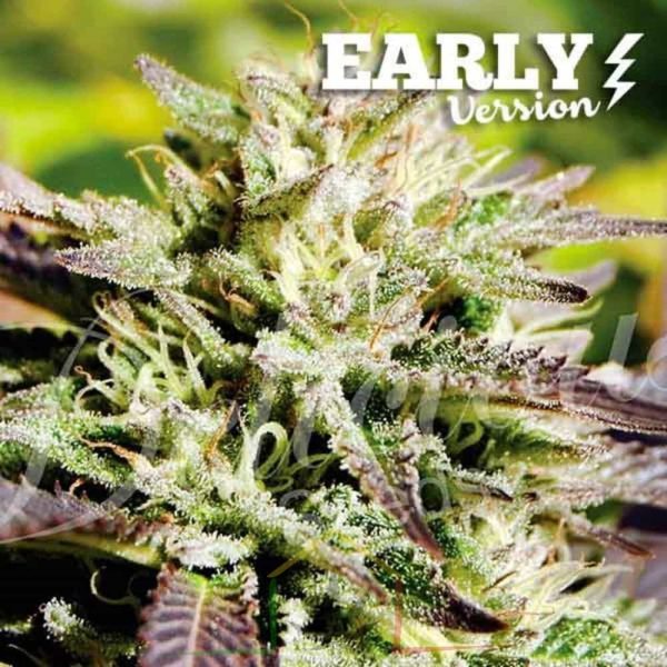 Caramelo Early Version De Delicious Seeds