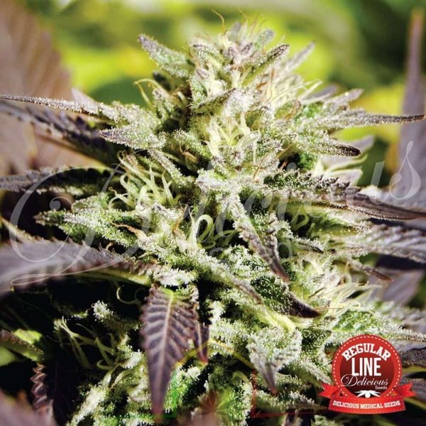 Caramelo Regular De Delicious Seeds