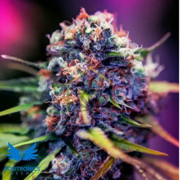 CBD + Black Widow - Positronic Seeds