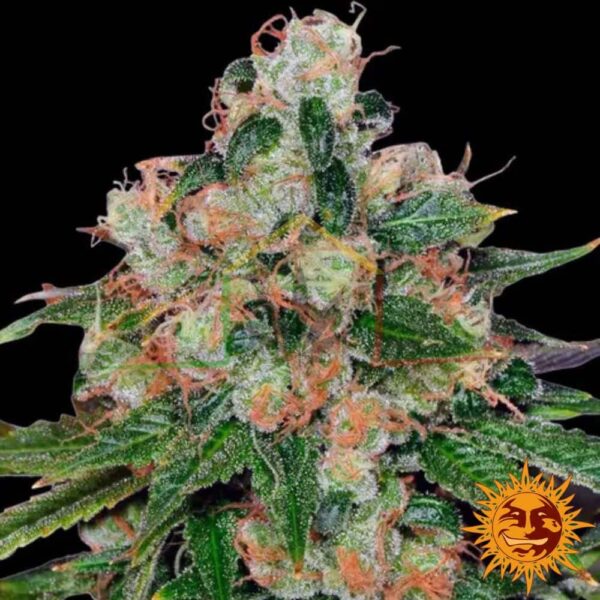 CBD Caramel - Barney's Farm