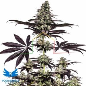 CBD + Caramelice Auto - Positronics Seeds