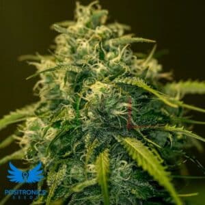 CBD + Jack Diesel - Positronics Seeds
