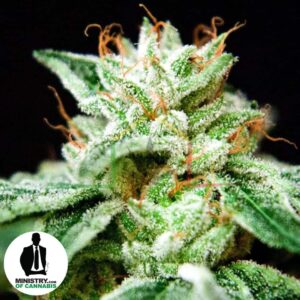 cbd star ministry of cannabis