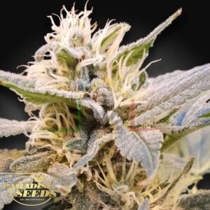 CBDelight - Paradise Seeds