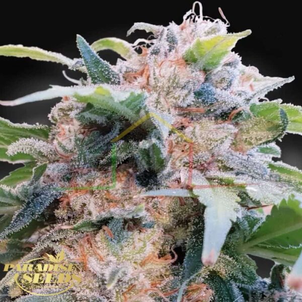 CBDream - Paradise Seeds