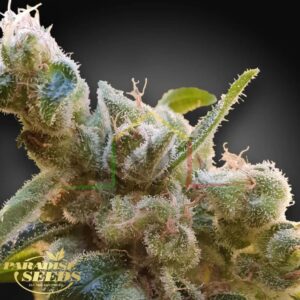CBDrelax - Paradise Seeds