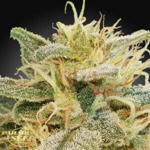 CBDrelief - Paradise Seeds