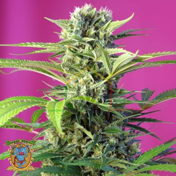 Chem Beyond Diesel CBD - Sweet Seeds