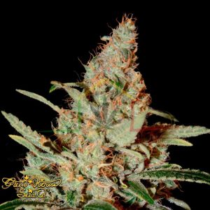 Chemdog - Green House Seeds