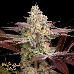 Chemical Bride - Green House Seeds
