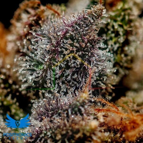 Chizpa By Zatu - Positronics Seeds