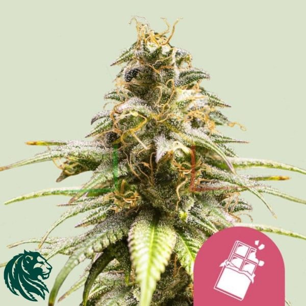 Chocolate Haze - Royal Queen Seeds