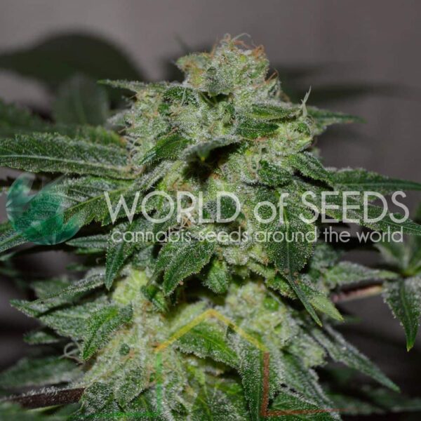 Chronic Haze - World of Seeds