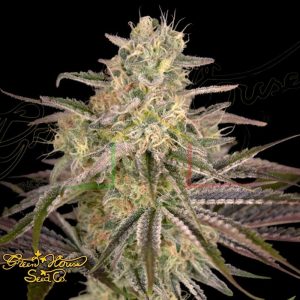 Cloud Walker - Green House Seeds