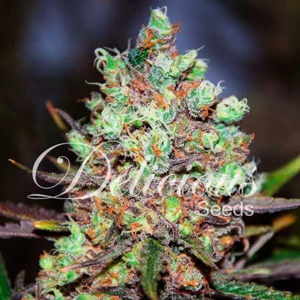 Cotton Candy Kush De Delicious Seeds