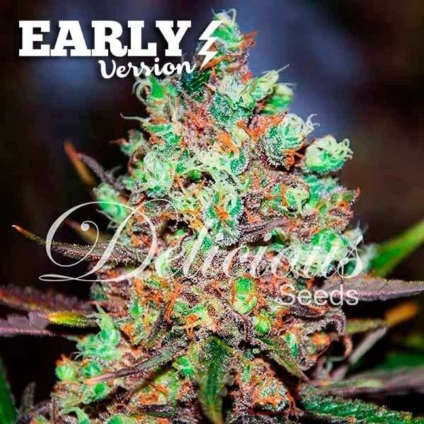 Cotton Candy Kush Early Version