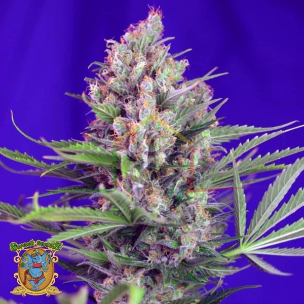 Cream Mandarine Fast Version - Sweet Seeds