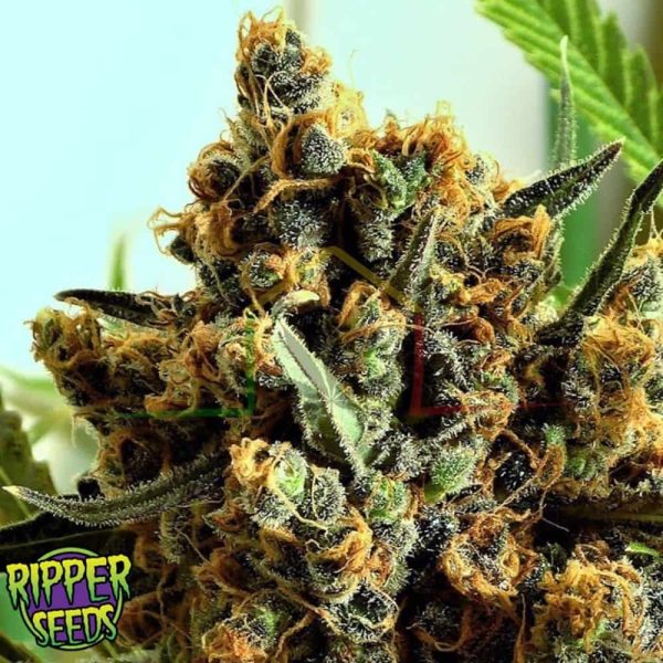 Criminal + - Ripper Seeds