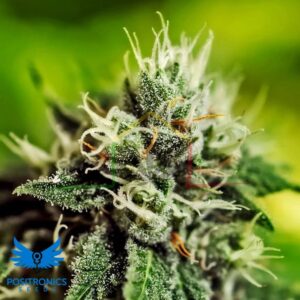 Critical #47 Auto - Positronics Seeds